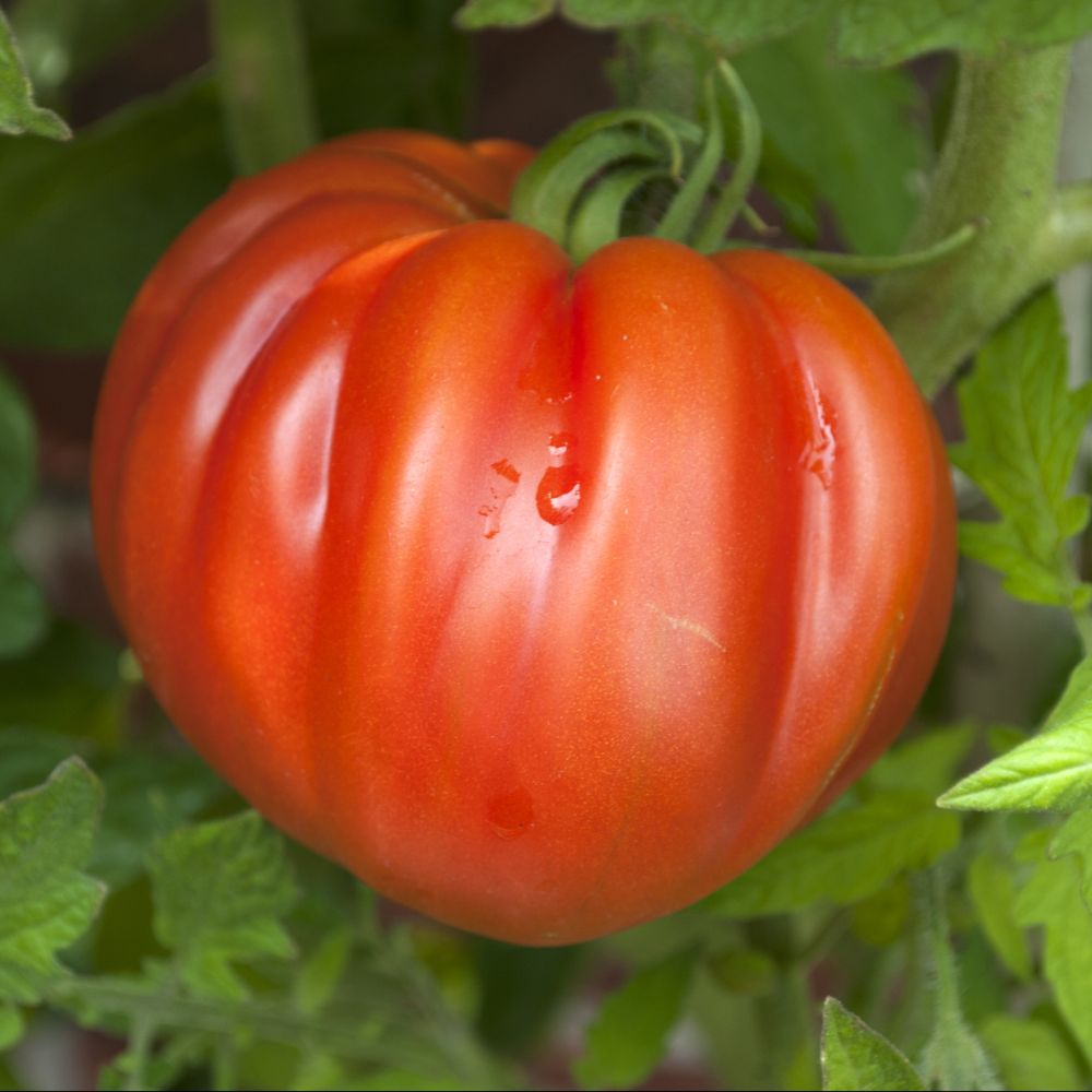 Tomates coeur de boeuf (250g)